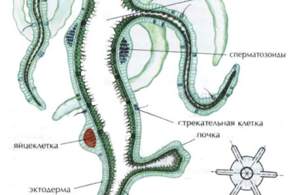 Кракен даркнет ссылка на сайт